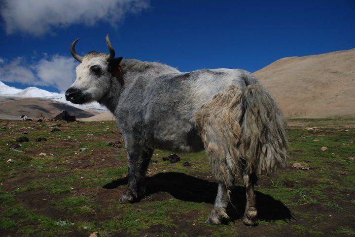 Lhasa-Mt. Everest North Base Camp 10-Day Jeep Tour - Booking and Payment Options