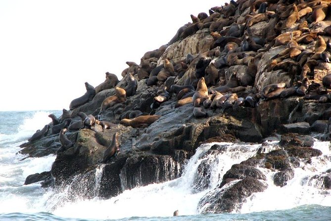 Lima: Palomino Islands Excursion & Swimming With Sea Lions With Hotel Transfers - Positive Feedback