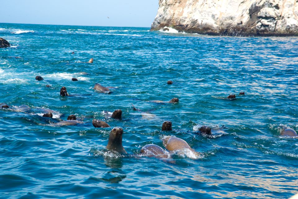 Lima: Sea Lion Swim and Wildlife Palomino Islands Cruise - Restrictions and Limitations