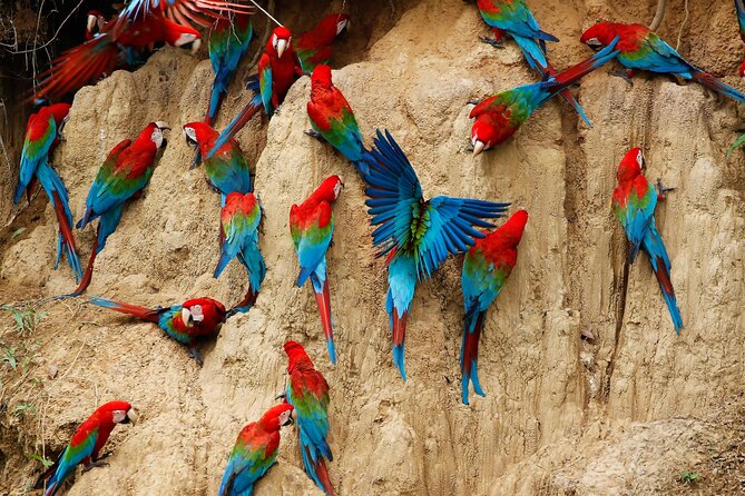 Locally Guided Tambopata Amazon Jungle Tour (4 Days) - Traveler Reviews and Experiences
