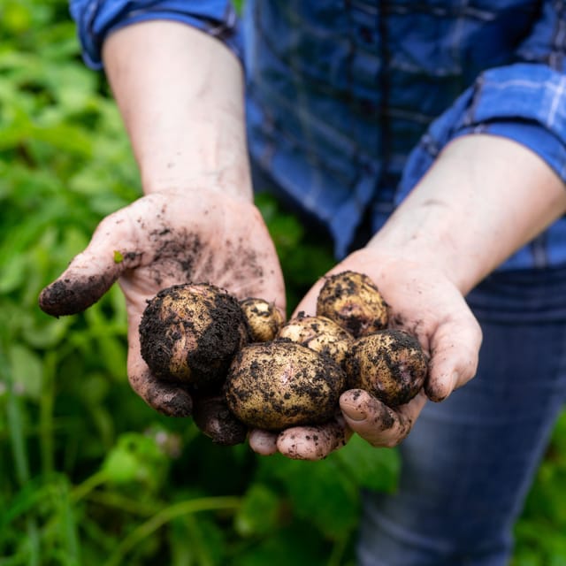 Lofoten (Stamsund and Leknes): Aimees Farm Experience - Five-Course Dining