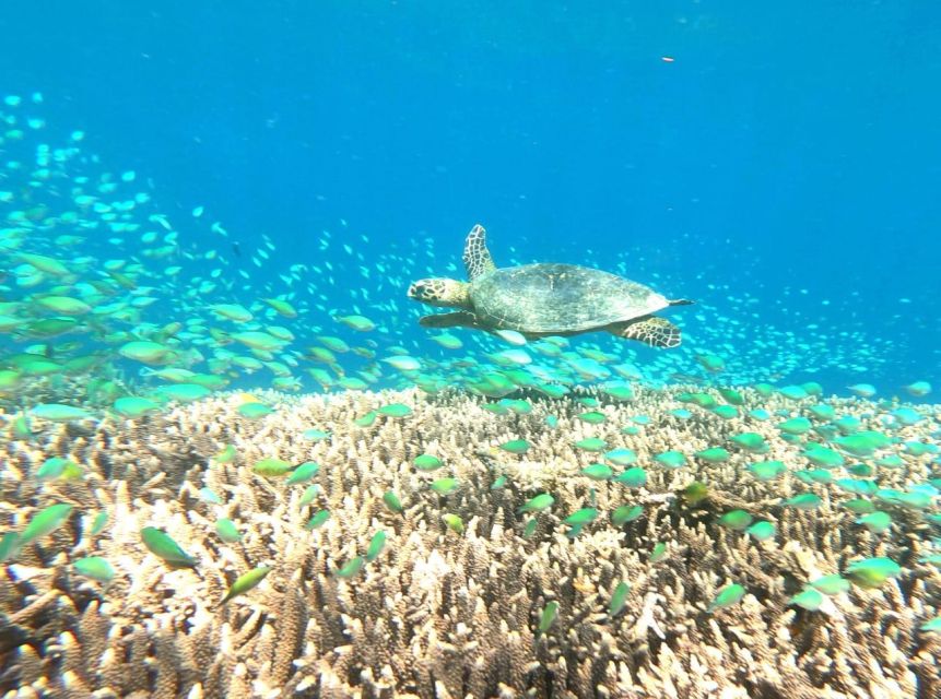 Lombok: Nanggu, Sudak & Kedis Islands Full Day Snorkeling - Pickup and Drop-off