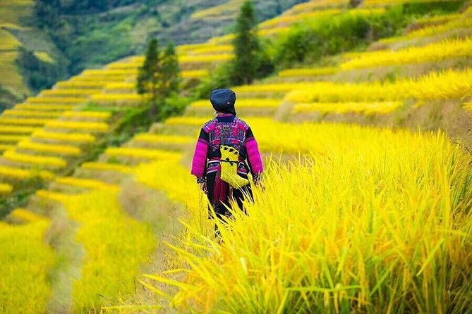 Longji Rice Terraces & Minority Villages Private Day Tour - Highlights of the Region