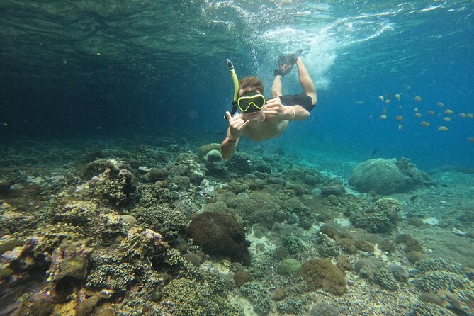 Lovina Dolphin Watching, Swimming, and Snorkeling Experience - Guest Reviews and Insights