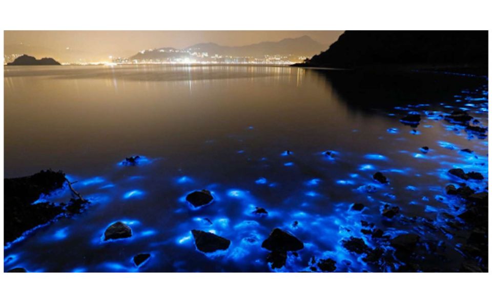 Luminous Lagoon Night Tour - Swimming in the Glowing Waters