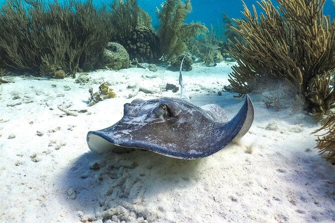 Luxury Snorkel Trip on a Spacious Wooden Schooner and Local Lunch - Cancellation Policy