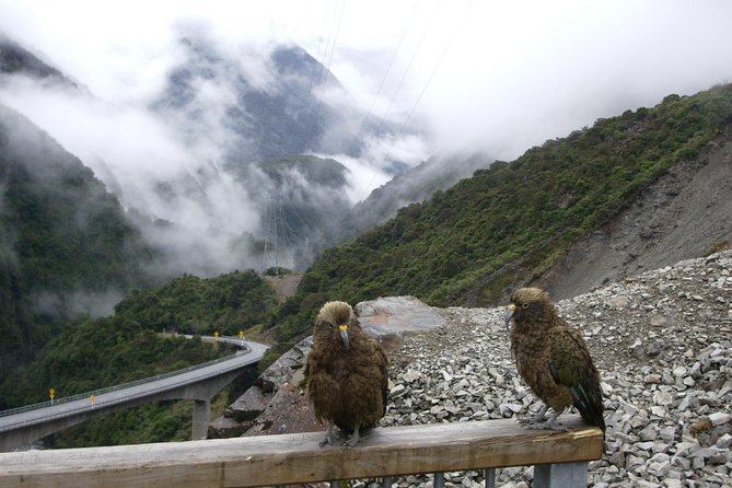 Lyttelton Shore Excursion: Arthurs Pass Day Tour - Customer Experiences