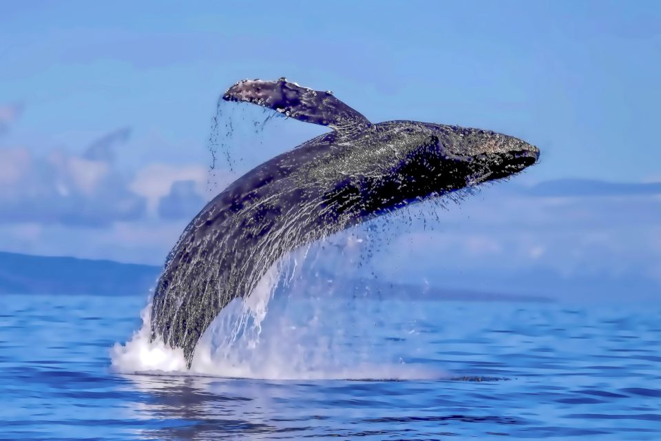 Maalaea Harbor: Whale Watching Catamaran Cruise - Important Information