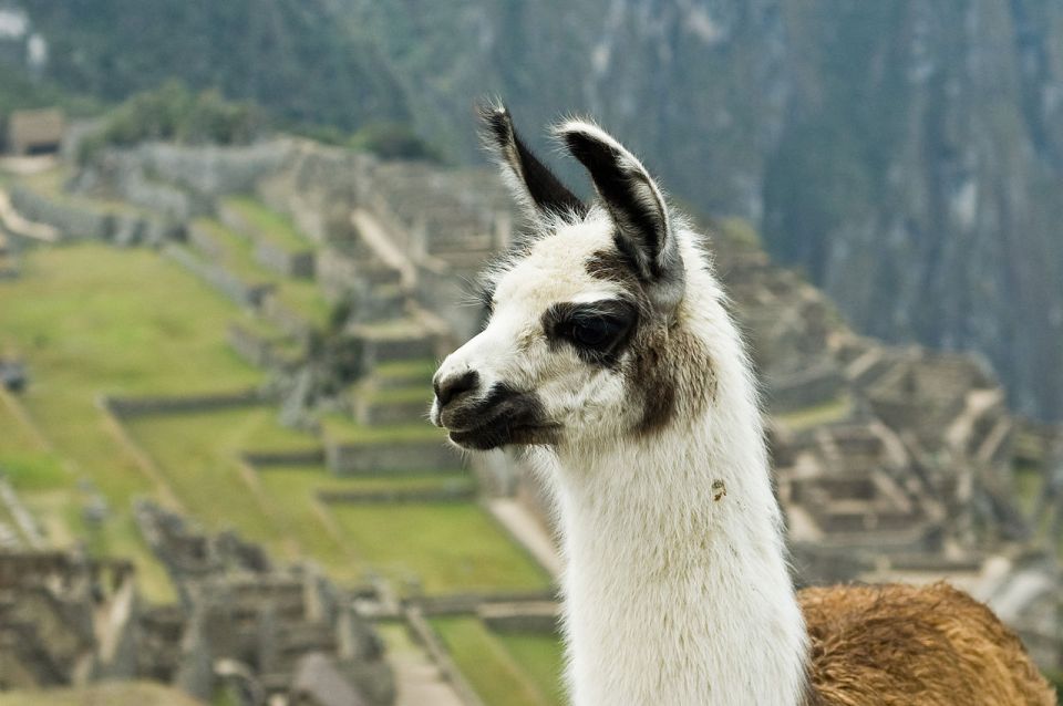 Machupicchu and Rainbow Mountain Tour || 2 Days - 1 Night || - Free Time at Machu Picchu