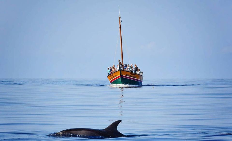 Madeira: Whale Watching Excursion in a Traditional Vessel - Madeira Coastline Scenery