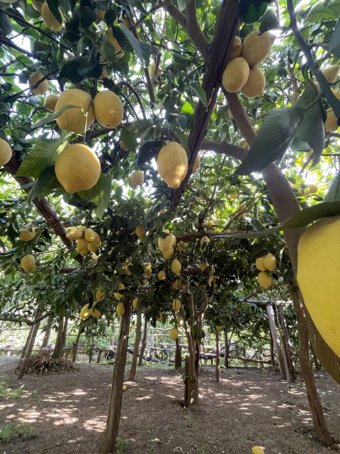 Maiori: Amalfi Coast Path of Lemons Day Trip With Tastings - Historical Significance