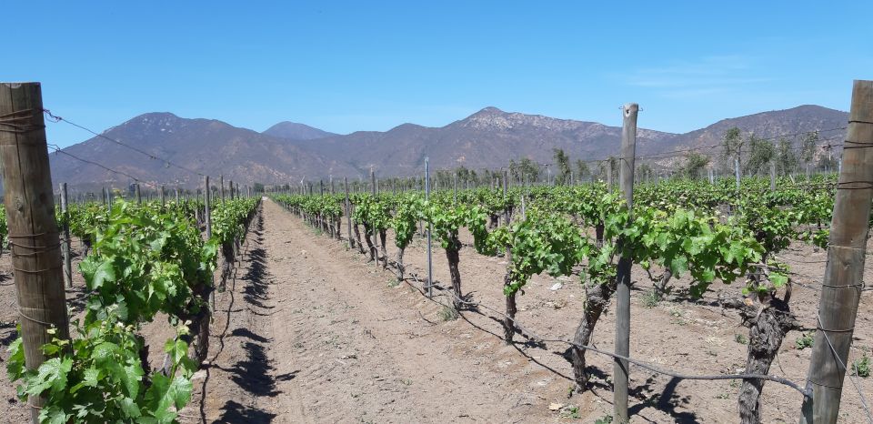 Maipo Valley: Private Full-Day Wine Tour - Important Information