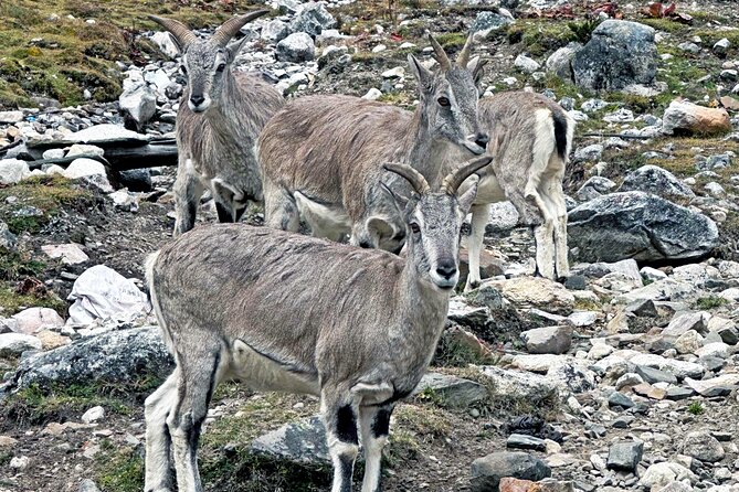 Manaslu Tsum Valley Trekking - Required Permits