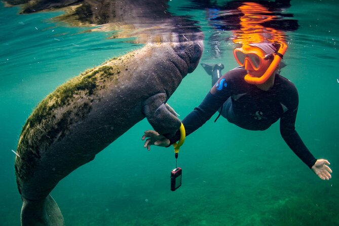 Manatee Swim and Wildlife Park With Upgrade Options From Orlando - Guest Reviews and Insights