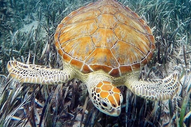 Mangrove Clear Kayak Tour - Meeting and Pickup Information