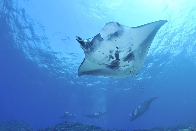 Manta Mania - Manta Ray Night Snorkel - Small-Group Experience In Kona, Hawaii - Health and Safety Guidelines