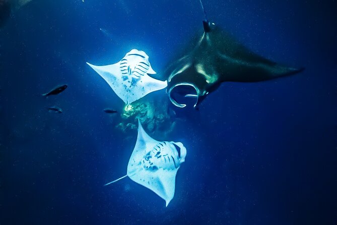 Manta Ray Night Snorkel & Sunset Cruise, Kona, Big Island Hawaii - Meeting Location