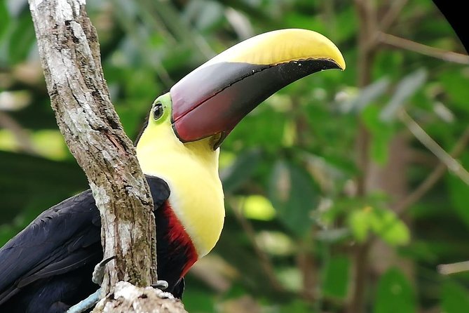Manuel Antonio National Park Guided Tours - Reviews and Feedback