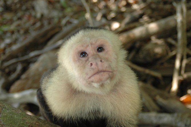 Manuel Antonio National Park Hiking Tour - Booking Information