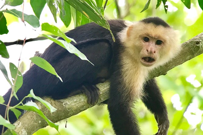 Manuel Antonio National Park Wildlife Tour - Logistics and Accessibility