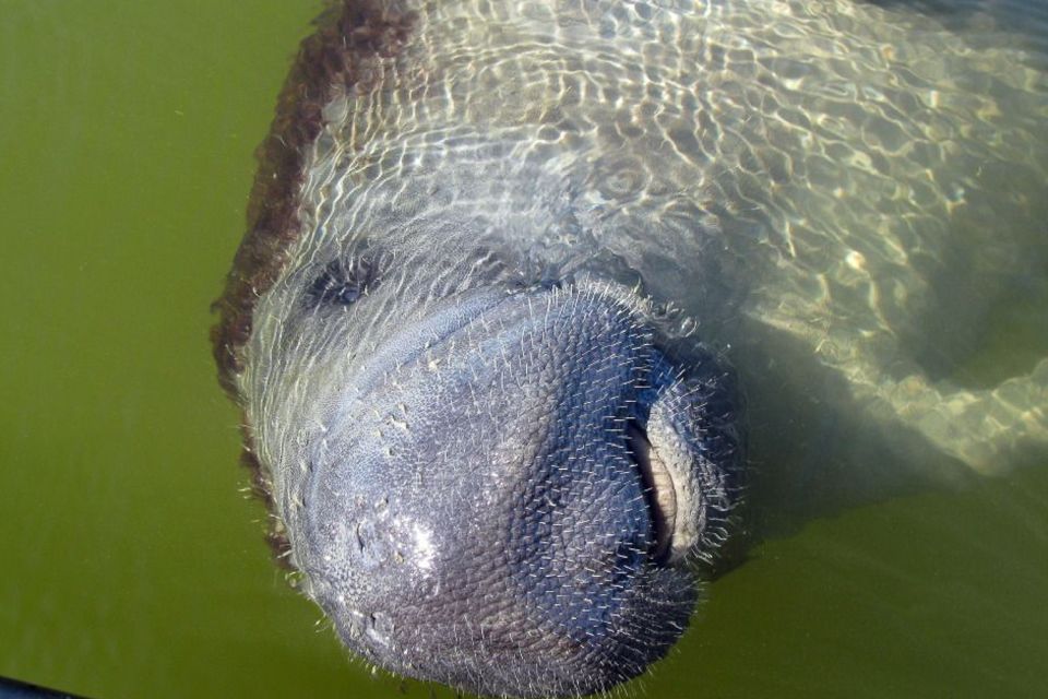 Marco Island: 2-Hour Dolphin, Birding, and Shelling Tour - Customizable Experiences