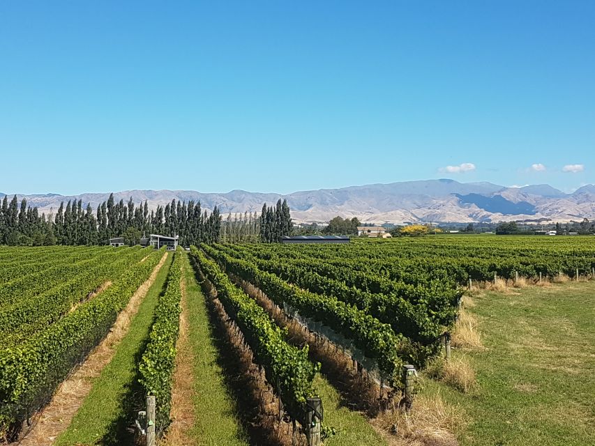 Marlborough: Half Guided and Half Self-Guided Bike Wine Tour - Customer Reviews