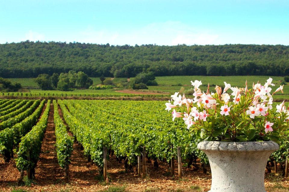 Marne: 2-Day Champagne Tour With Tastings and Lunches - Inclusions and Amenities