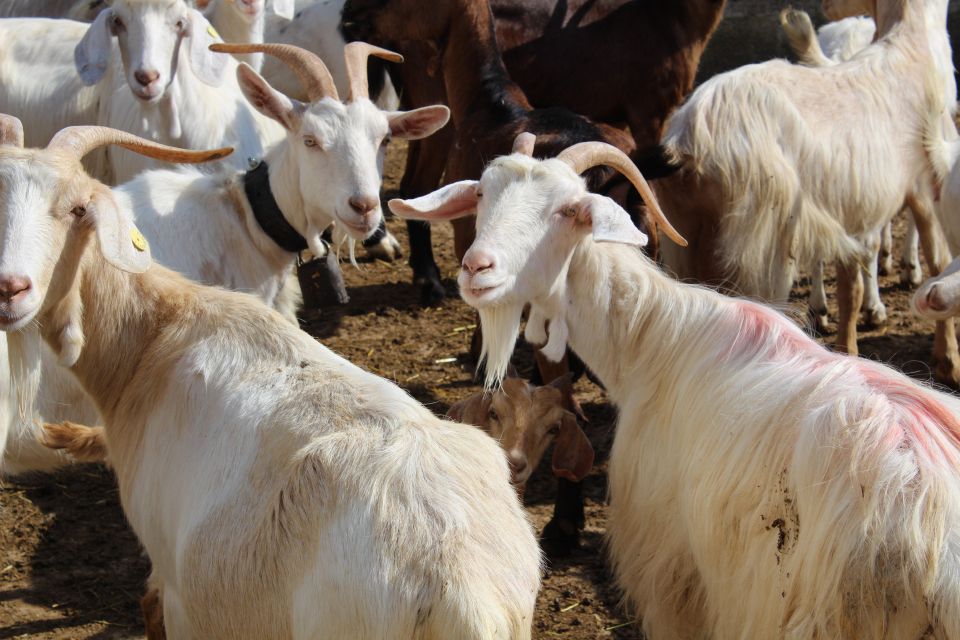 Martina Franca E-Bike Tour and Visit to a Breeding - Visiting the Murgese Horses