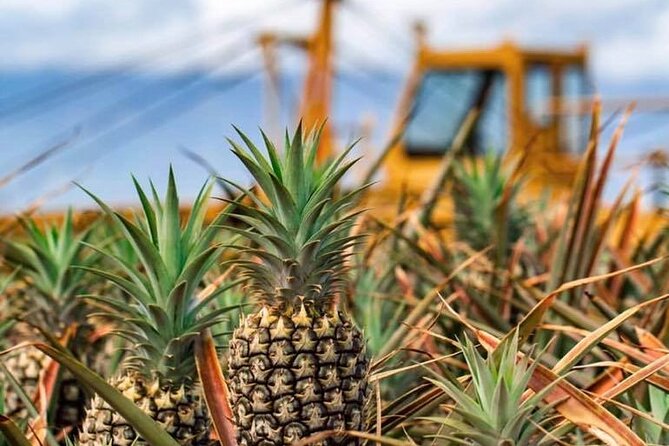 Maui Pineapple Farm Tour in Haliimaile - Tour Reviews