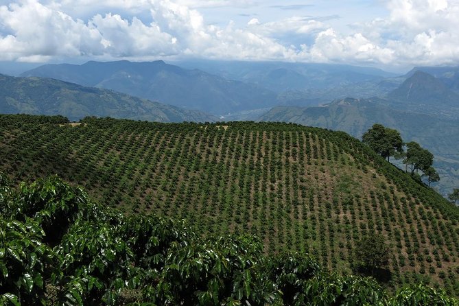 Medellín Coffee Tour to Concordia - Pricing and Payment Options