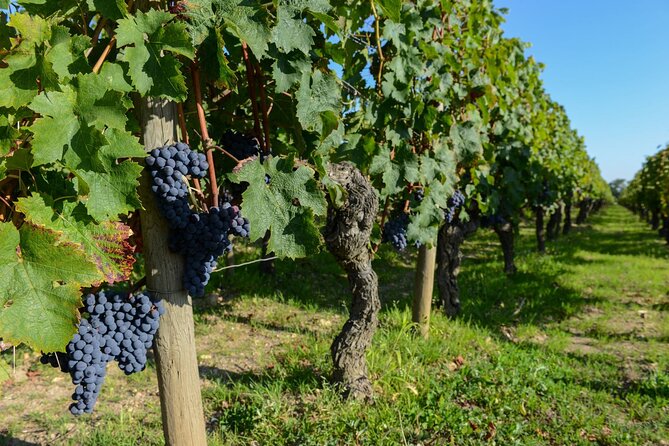 Medoc Region Wine Day Trip With Vineyard Visits & Tastings From Bordeaux - Discover the Renowned Chateaus