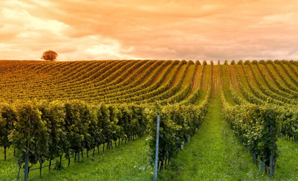 Mendoza: Small-Group Wineries Tour With Tasting and Lunch - Itinerary Details