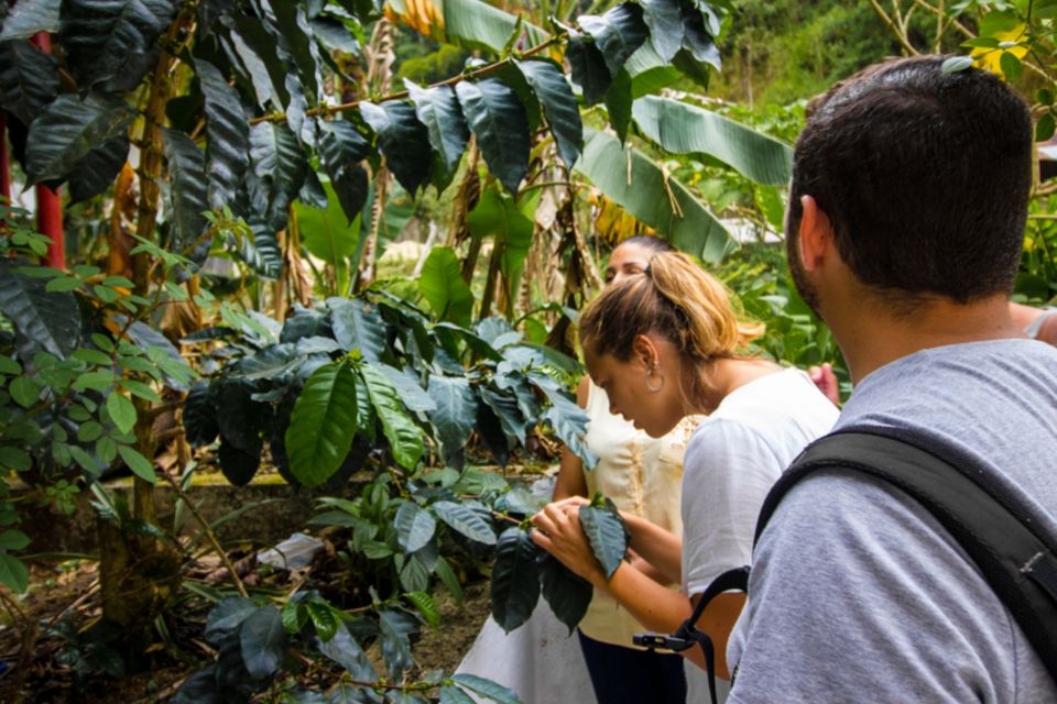 Minca: Day-Trip With Coffee Farm - Scenic Journey to Minca