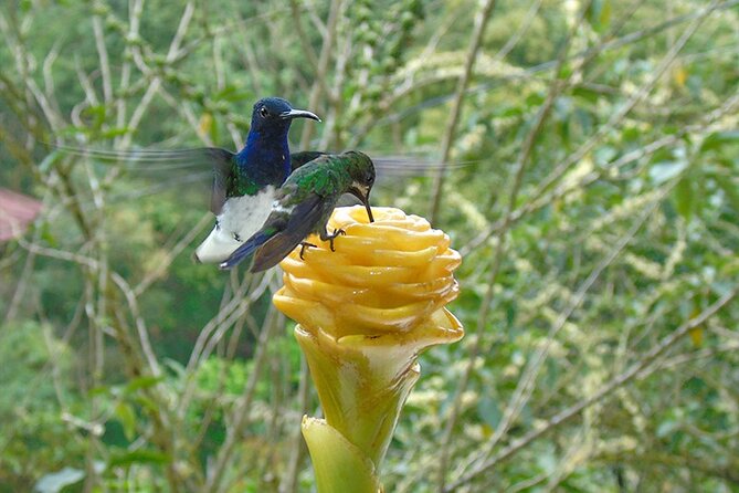 Mindo Cloud Forest From Quito All Included - Preparation Tips