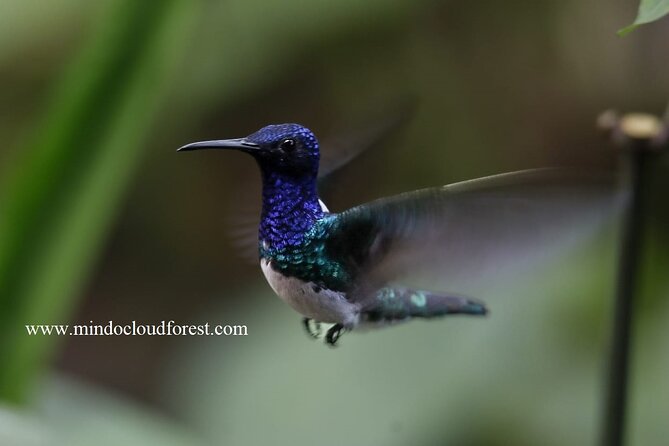 MindoCloudForest DayTour by Richard Hernandez-Customizable - Expertise of Richard Hernandez