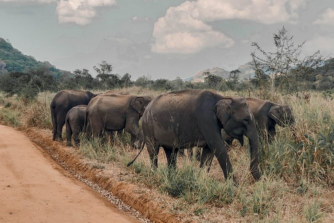 Minneriya National Park Private Safari - Pickup and Meeting Details