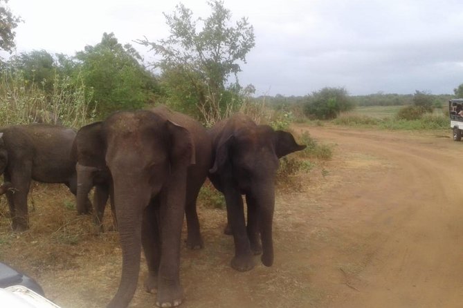 Minneriya National Park Private Safari - Accessibility and Suitability Considerations