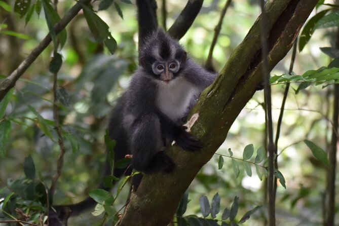 Monkey Business 3 Days - 2 Nights Jungle Trekking (Including Rafting) - Physical Requirements