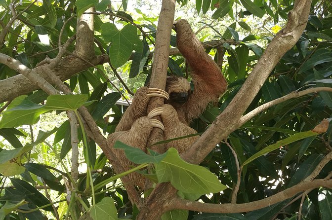 Monkeys & Sloth Hangout - Traveler Testimonials
