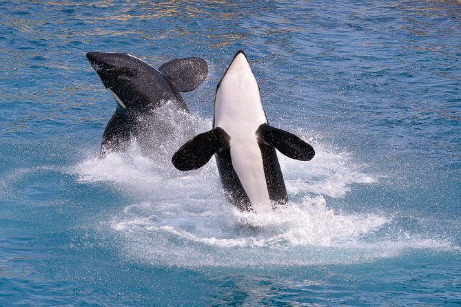 Monterey Bay Whale Watching - Wildlife Encounter Highlights