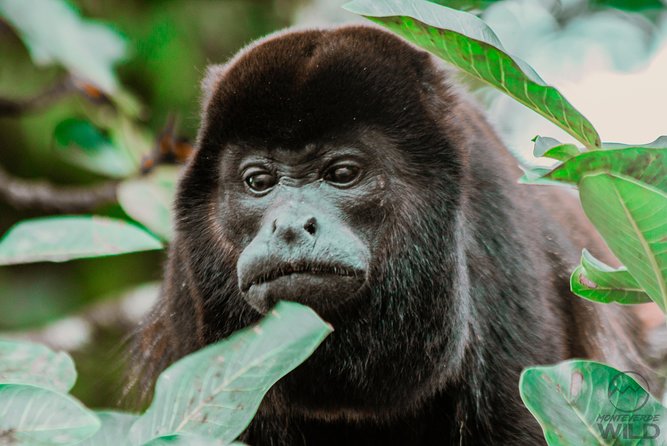 Monteverde Cloud Forest Reserve Morning Walk -Monteverde Wild- - Reviews and Testimonials