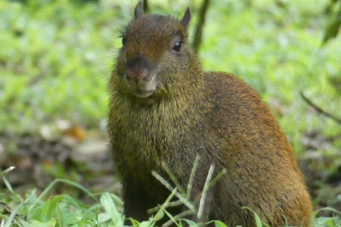 Monteverde Cloud Forest Tour - Additional Activities in Monteverde