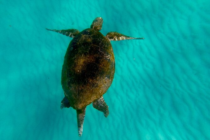 Moreton Island Day Trip (Kayak, Snorkel & Sandboard) Frm Brisbane or Gold Coast - Important Participant Information
