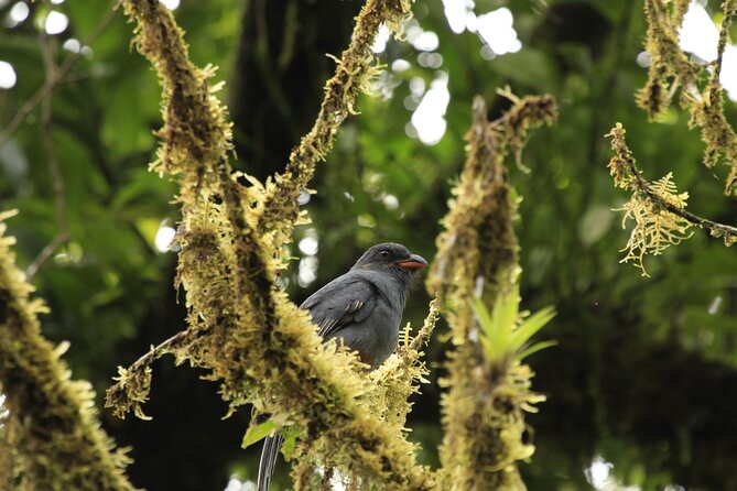 Morning Volcano Hike and Mistico Hanging Bridges - Tips for a Successful Hike