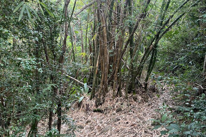 Mount Healthy National Park Private Hike Tour in Tortola - Participant Requirements