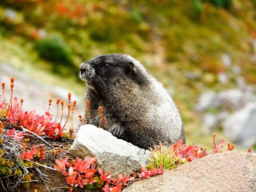 Mount Rainier National Park: Audio Tour Guide - Starting Points for the Tour