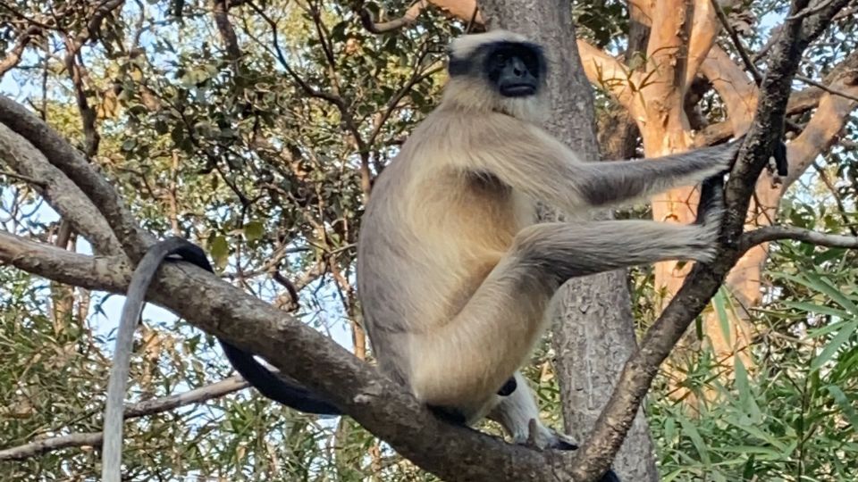 Mumbai: Kanheri Caves and The Golden Pagoda Temple - Inclusions and Amenities