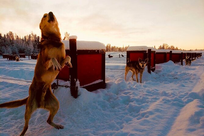 Mush Your Own Sled Dog Team (Winter Tour) in Talkeetna, Alaska - Additional Tips