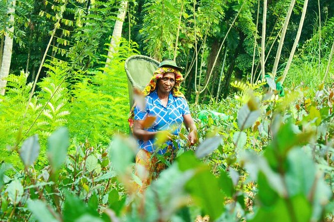 Nandana Tea Walking Tour in Sri Lanka - Pricing and Availability