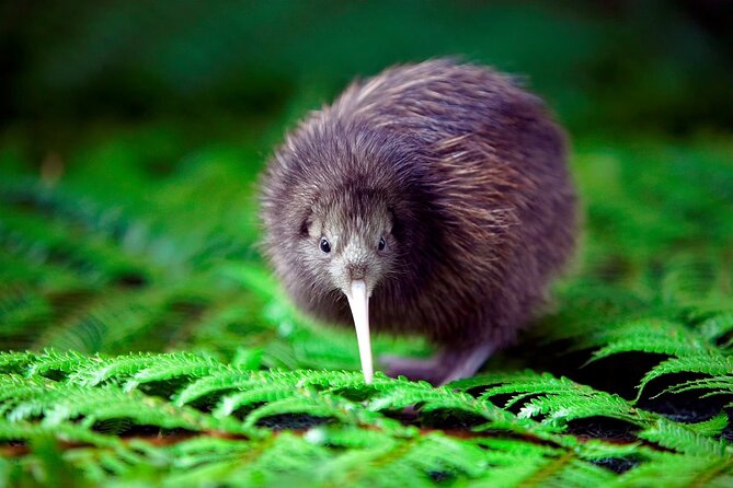 National Kiwi Hatchery - Kiwi Encounter Tour - Accessibility Features